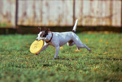 hund med frisbee